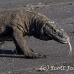 dragon_komodo_hsb_rinca_h_2383_kom4752.jpg